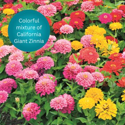 Image showing 5 th Earth Science Zinnia All-in-One Flower Mix with Seed, Plant Food, Soil Conditioners and Water Right Crystals