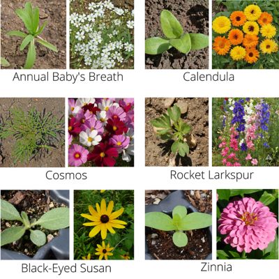 Image showing 5 th Earth Science Wildflower Bouquet All-in-One Flower Mix with Seed, Plant Food, Soil Conditioners and Water Right Crystals