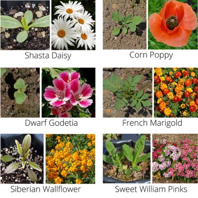 Image showing 6 th Earth Science Wildflower Bouquet All-in-One Flower Mix with Seed, Plant Food, Soil Conditioners and Water Right Crystals