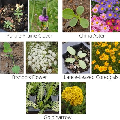 Image showing 7 th Earth Science Wildflower Bouquet All-in-One Flower Mix with Seed, Plant Food, Soil Conditioners and Water Right Crystals