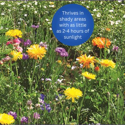 Image showing 7 th Earth Science Shady All-in-One Wildflower Mix with Seed, Plant Food, Soil Conditioners and Water Right Crystals