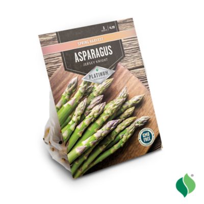 Image showing  Asparagus Jersey Knight Vegetable Plants, 3 pc.