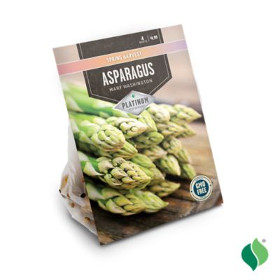 Image showing  Asparagus Mary Washington