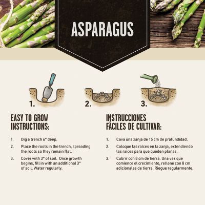Image showing  Asparagus Mary Washington