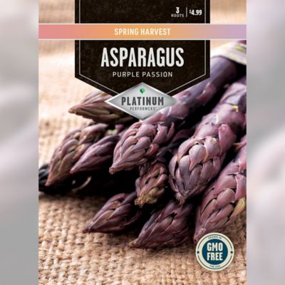 DeGroot Asparagus Purple Passion
