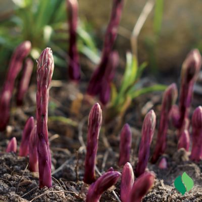 Image showing  Asparagus Purple Passion