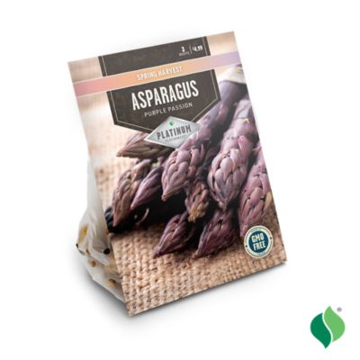 Image showing  Asparagus Purple Passion