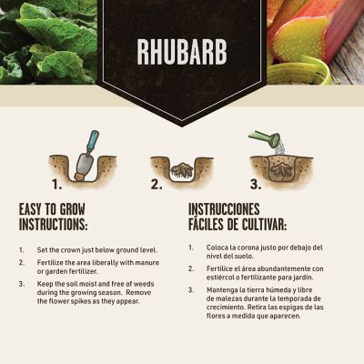 Image showing  Rhubarb Victoria