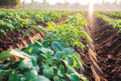 Image showing  Potato Kennebec 4 lbs.