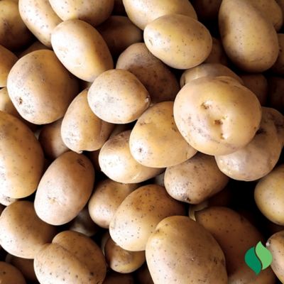 Image showing  Seed Potato, Yukon Gold, 4 lbs.