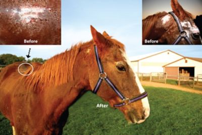 Image showing  Equine Wound Spray, 16 oz.