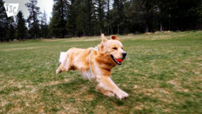 Image showing  Botanical Flea and Tick Collar for Dogs, 5 Months Protection