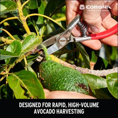 Image showing  Avocado Shears