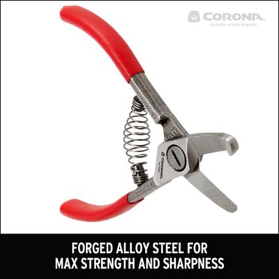 Image showing  Avocado Shears