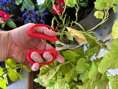 Image showing  Hydroponic Scissors