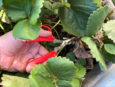 Image showing  Hydroponic Scissors