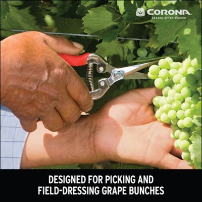 Image showing  Stainless Steel Long Curved Snips