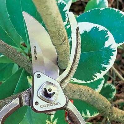 Image showing  ClassicCUT Branch and Stem Pruner