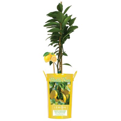 Van Zyverden 5 in. Citrus Meyer Lemon Tree