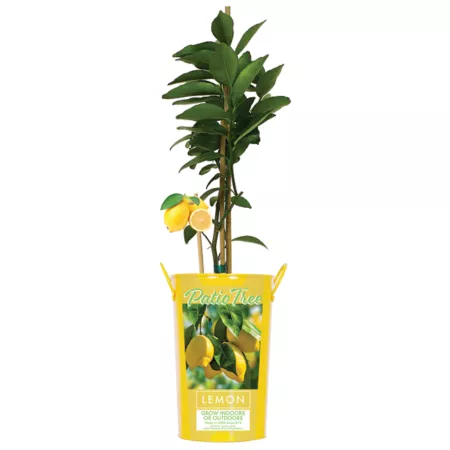 Van Zyverden Meyer Lemon Tree in 5" Pot Fruit Trees & Plants