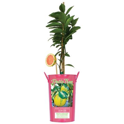 Van Zyverden 5 in. Potted Citrus Pink Variegated Lemon Tree