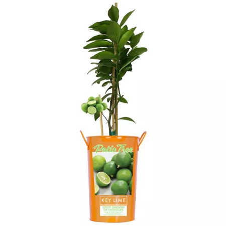 Van Zyverden Lime Citrus in 5" Pot Fruit Trees & Plants