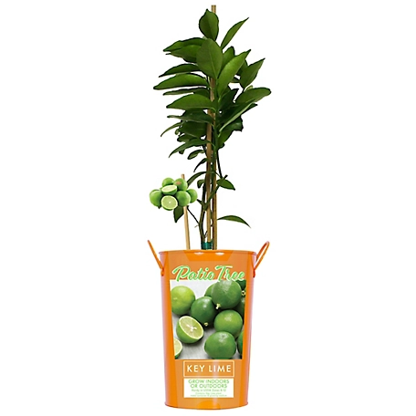 Van Zyverden 5 in. Key Lime Citrus Tree