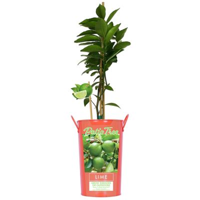 Van Zyverden 5 in. Persian Lime Citrus Tree