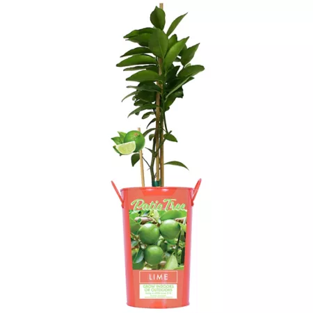 Van Zyverden Persian Lime in 5" Pot Fruit Trees & Plants