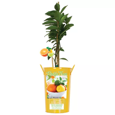 Van Zyverden Citrus Specialty in 5" Lemon/Lime Pot Fruit Trees & Plants