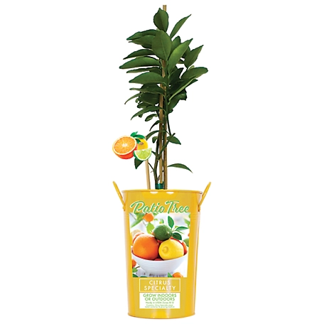 Van Zyverden 5 in. Lemon/Lime Citrus Specialty