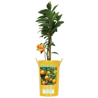 Van Zyverden 5 in. Calamondin Citrus Tree