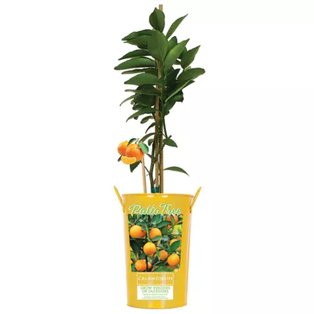 Van Zyverden Calamondin Citrus in 5" Pot Fruit Trees & Plants