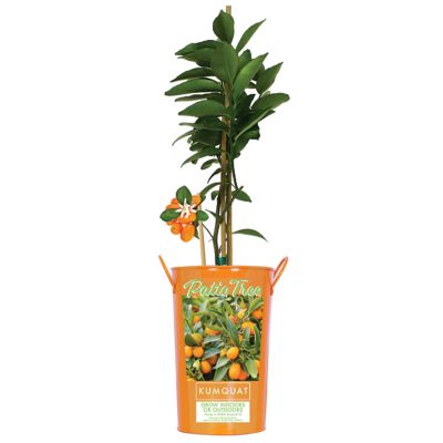 Van Zyverden 5 in. Potted Kumquat Citrus Tree