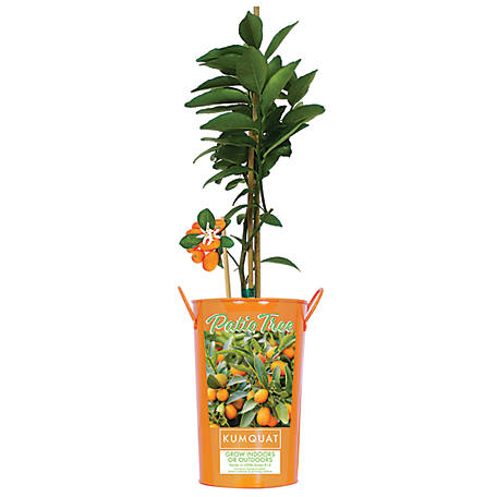 Van Zyverden 5 in. Potted Citrus Pink Variegated Lemon Tree Van Zyverden 5 in. Potted Citrus Pink Variegated Lemon Tree