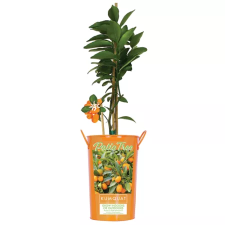 Van Zyverden Citrus Kumquat in 5" Pot Fruit Trees & Plants