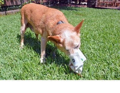 Image showing  Broad-Spectrum Hemp Soft Chewable Anxiety Supplements for Dogs, Peanut Butter Flavor, 3.17 oz., 30 ct.