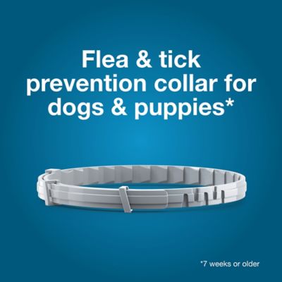 Image showing  Flea and Tick Collars for Dogs, 2 ct.