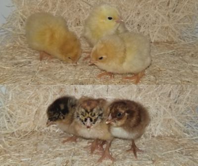 Image showing  Live Chantecler Chickens Variety pk., 10 ct.