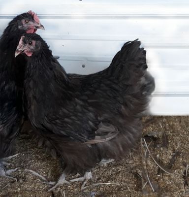 Hoover's Hatchery Live Chocolate Orpington Chickens, 10 ct. Baby Chicks