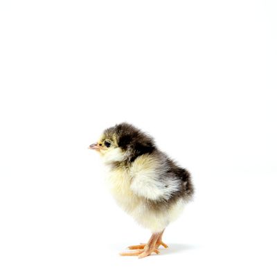 Image showing  Live Chocolate Orpington Baby Chicks, 10 ct.