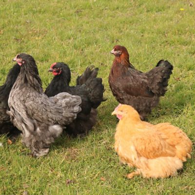 Hoover's Hatchery Live Cochin Chicken Variety Pack, 10 ct. Baby Chicks