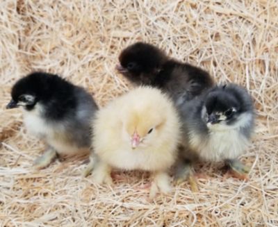 Image showing  Live Cochin Chicken Variety pk., 10 ct. Baby Chicks