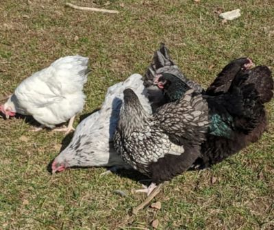 Hoover's Hatchery Live English Orpington Chicken Variety pk., 10 ct.