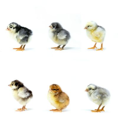 Hoover's Hatchery Live English Orpington Baby Chick Variety pk., 10 ct.