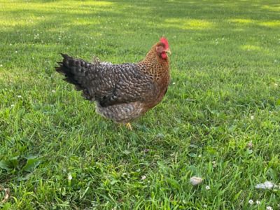 Hoover's Hatchery Live Bielefelder Chickens, 10 ct. Baby Chicks