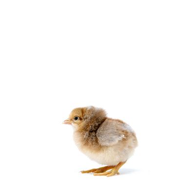 Image showing  Live Bielefelder Chickens, 10 ct. Baby Chicks