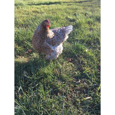 Hoover's Hatchery Live Blue-Laced Red Wyandotte Chickens, 10 ct.