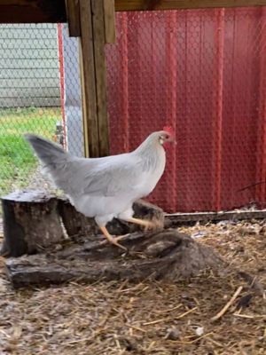 Hoover's Hatchery Live Isabella Leghorn Chickens, 10 ct. Baby Chicks