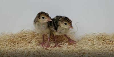 Image showing  Live Orlopp Bronze Turkeys, 10 ct.